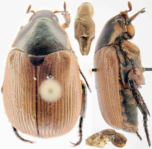 Anomala samarensis